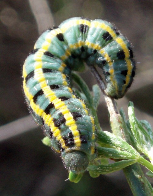 Spagna: La regione  de Monegros, paradiso entomologico